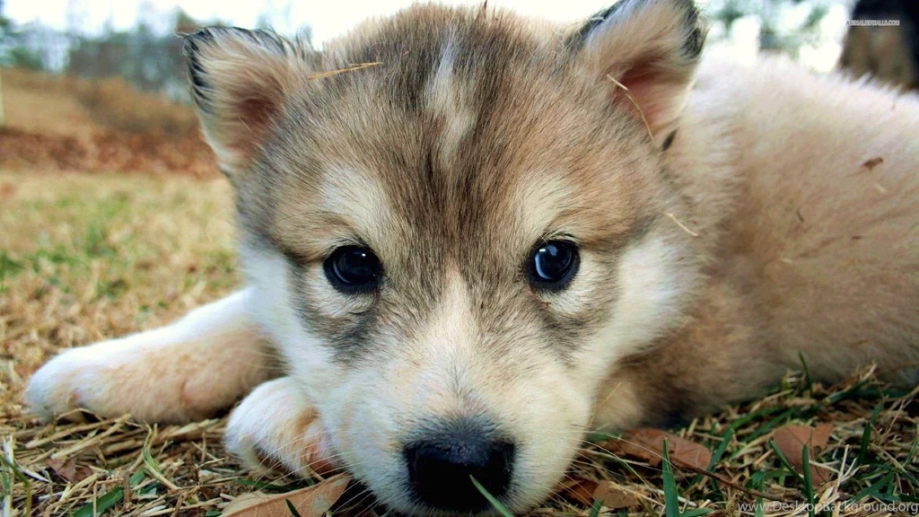 Wolf Wallpapers HD A38 Wallpapers