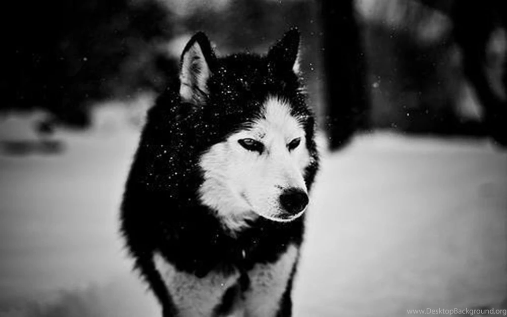 Winter Wolves HD Wallpaper, Winter Wolves Images