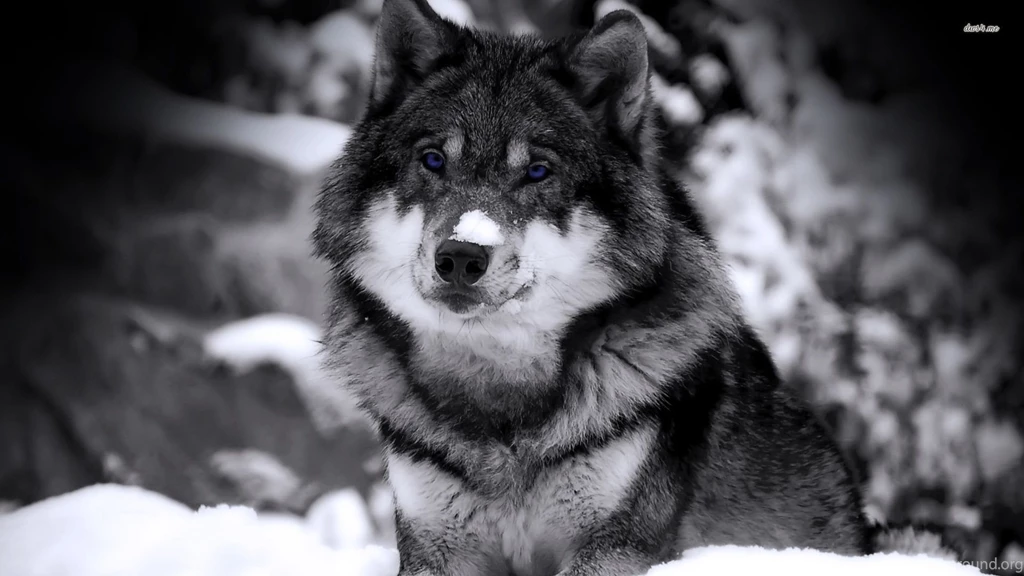 Wolf Wallpapers Animal Wallpapers