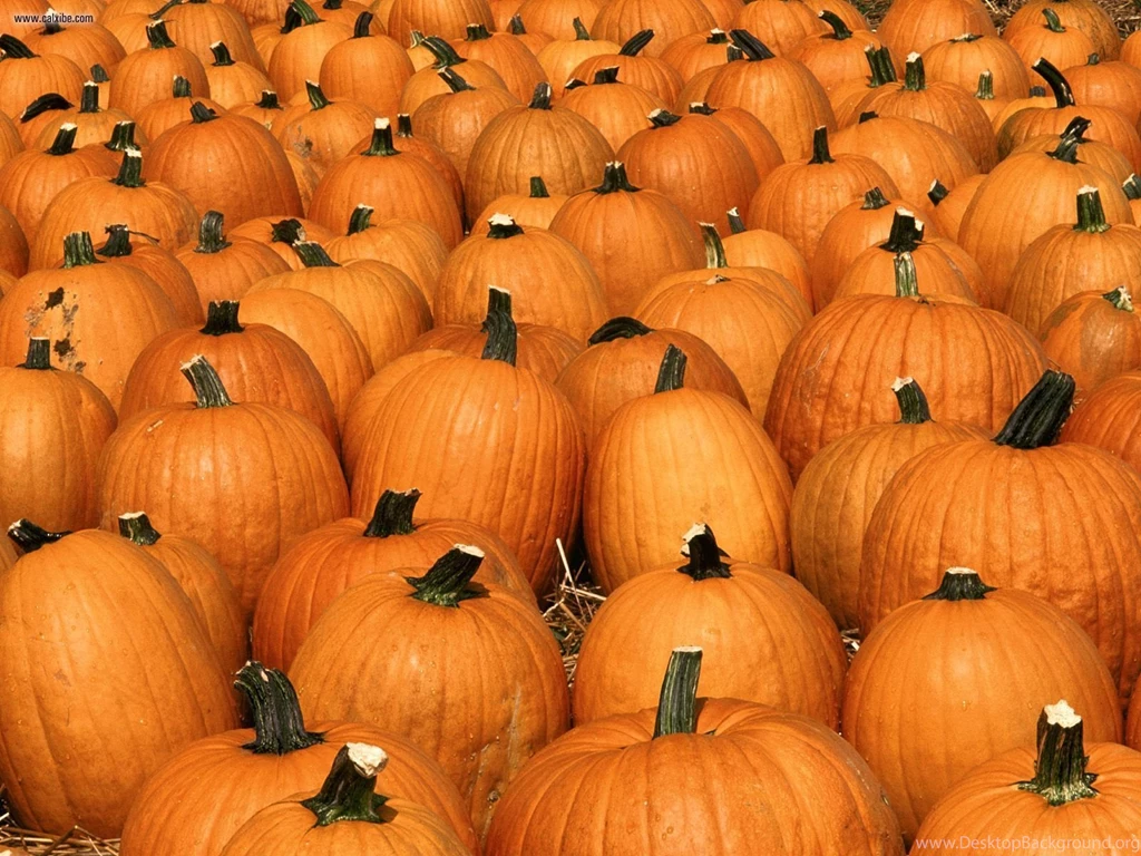 Pumpkin Wallpapers