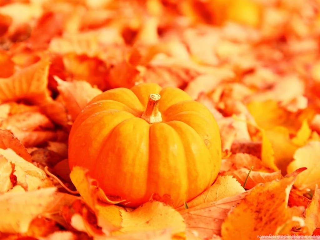 Pumpkin And Autumn Leaves HD Desktop Wallpapers : High Definition ...