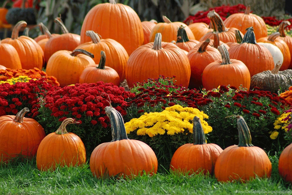 Pumpkin Patch Halloween Autumn Wallpapers