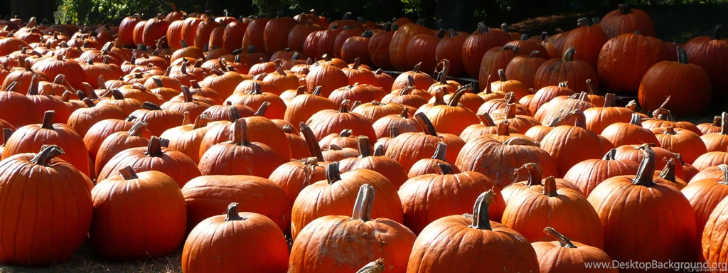 MLeWallpapers.com Pumpkin Patch