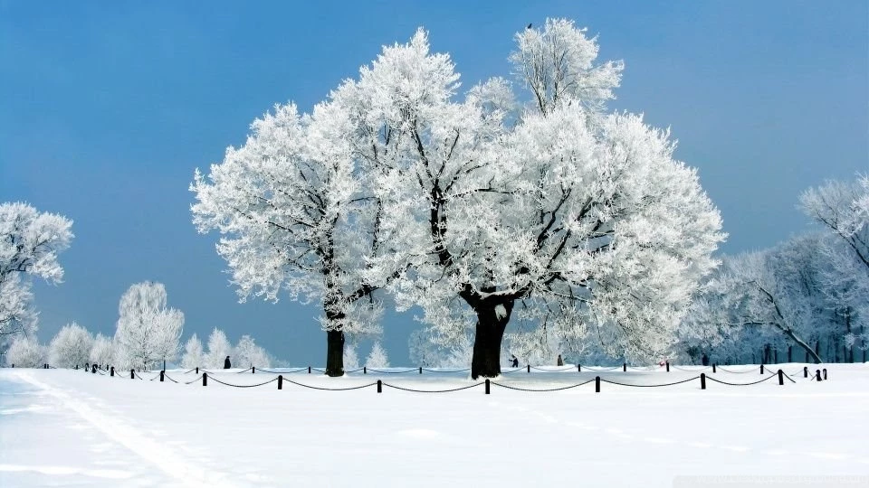 White Tree Winter HD Desktop Wallpapers : Widescreen : High ...
