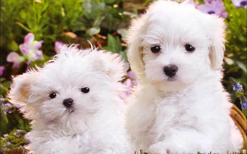 Cute Puppies Puppies Wallpapers (16094555) Fanpop Cute Puppies In ...