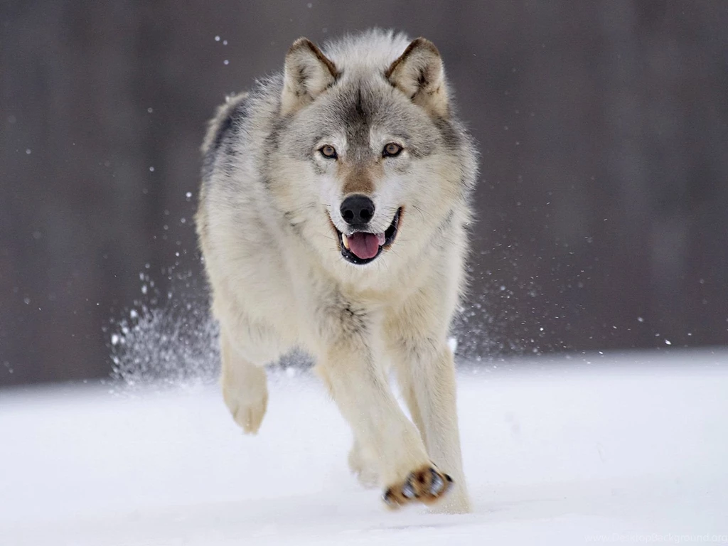 Wolf Computer Wallpapers, Desktop Backgrounds