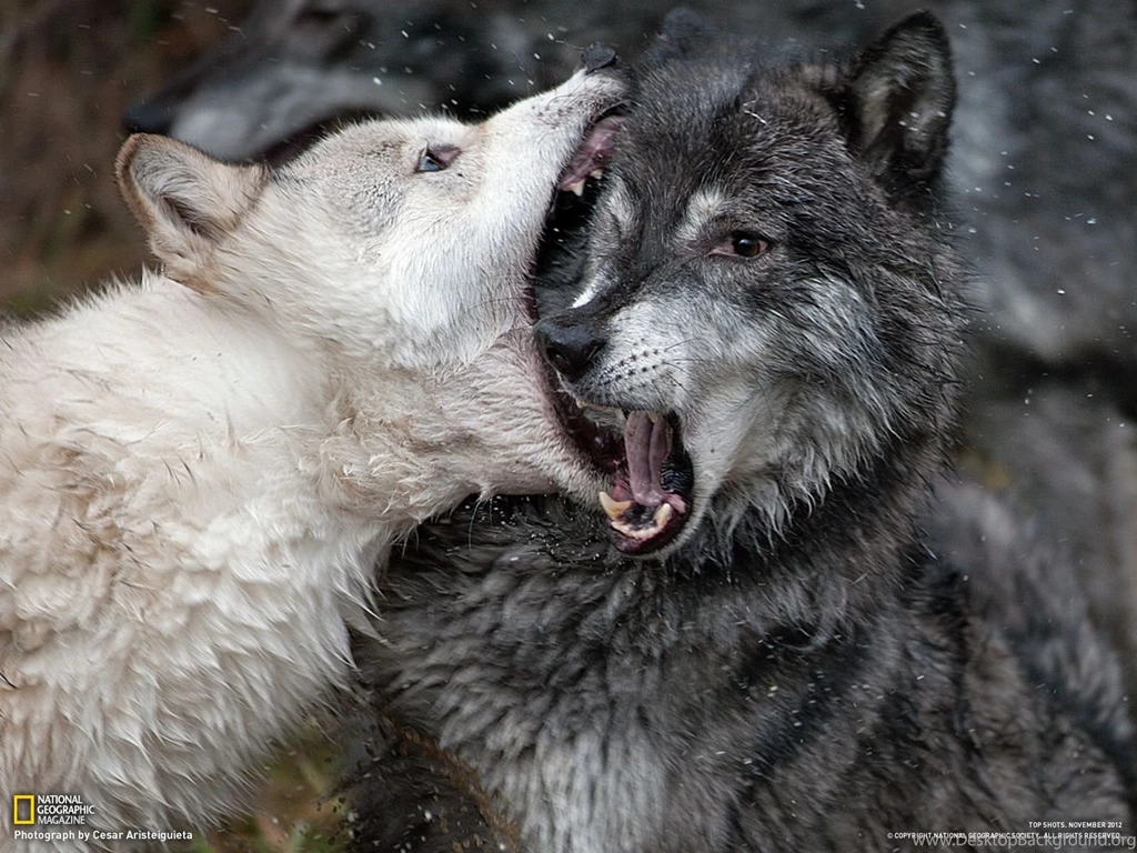 Wolf Computer Wallpapers, Desktop Backgrounds