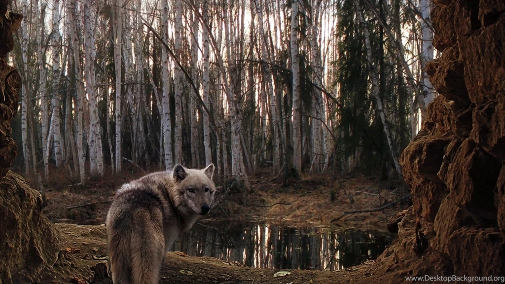 Full HD 1080p Wolf Wallpapers HD, Desktop Backgrounds 1920x1080