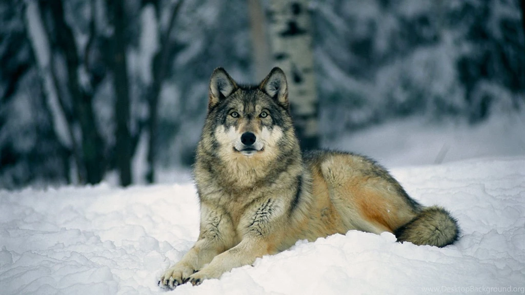 Wolf Wallpapers Wallmanage.com