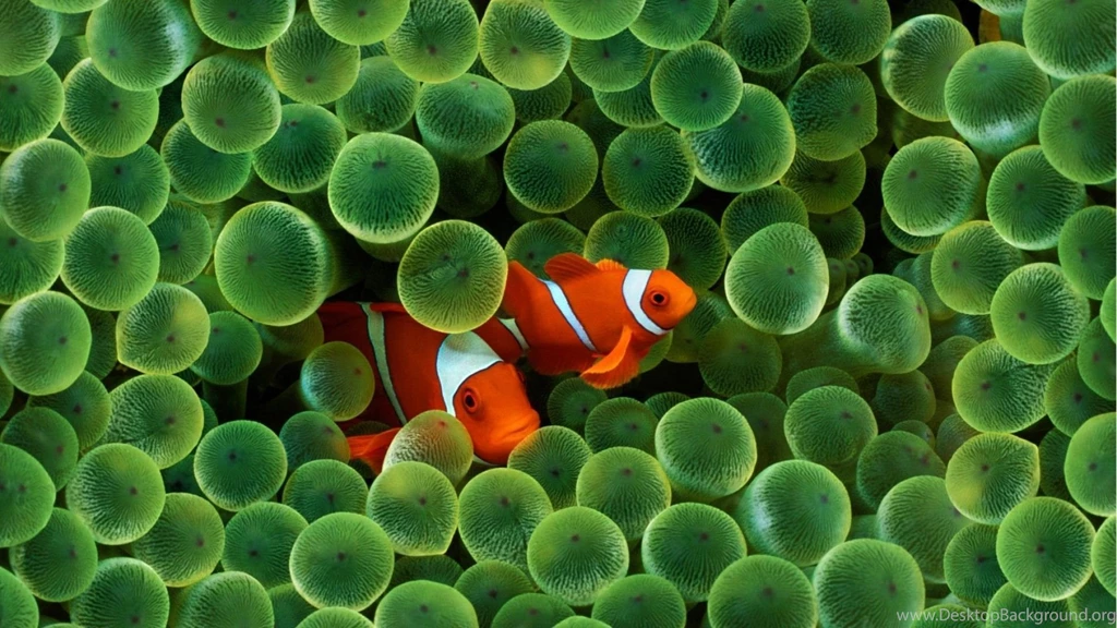 Fish Wallpapers