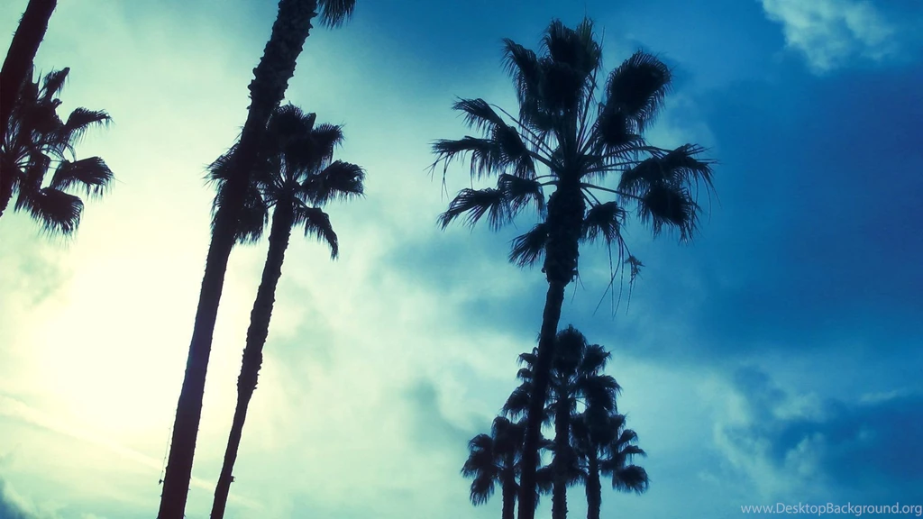 Palm Tree Desktop Wallpapers