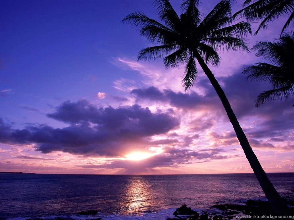 Palm Tree Backgrounds