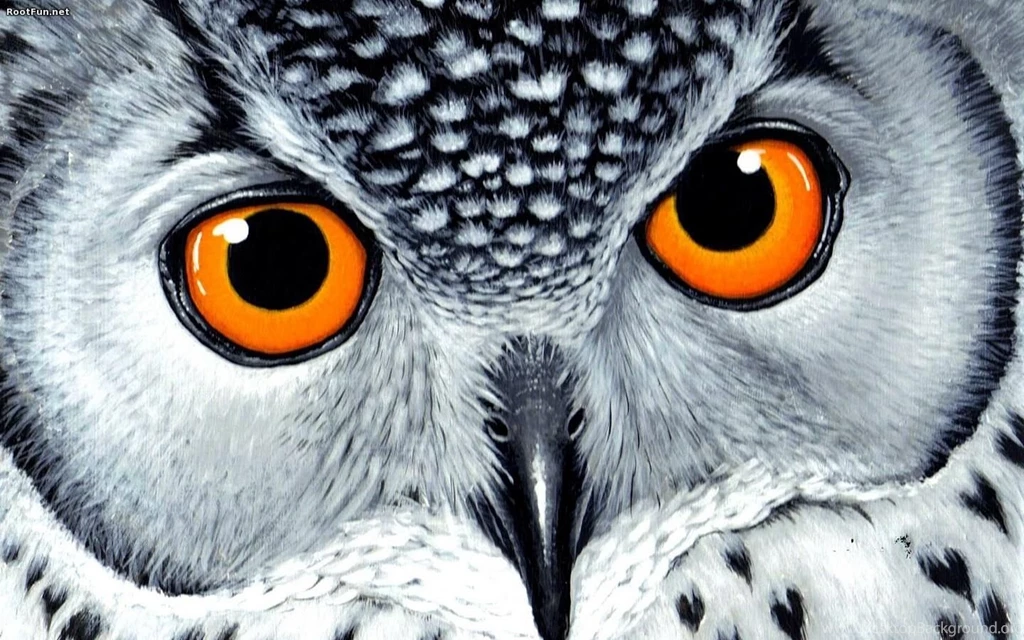A Selection Of 10 Images Of Owl In HD Quality
