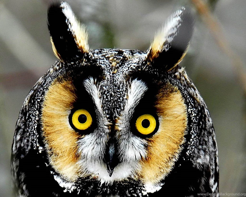 Free Owl Wallpapers Download Wallpapers And Backgrounds Animals Town