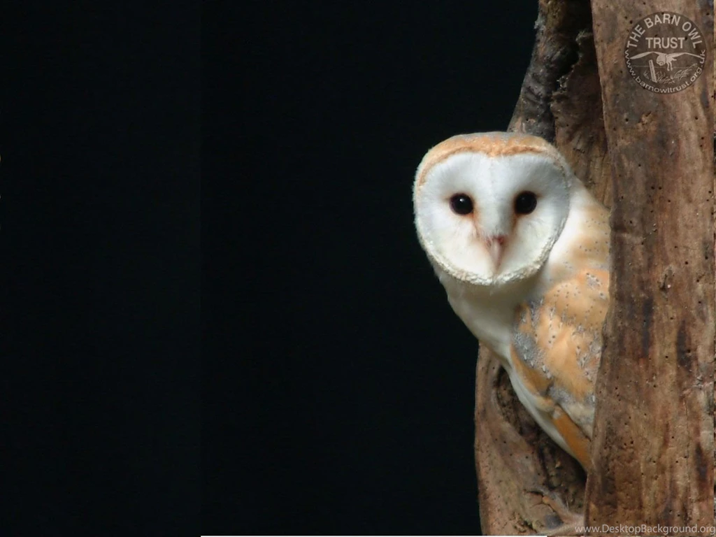 Wallpapers Archives Page 2 Of 4 The Barn Owl Trust