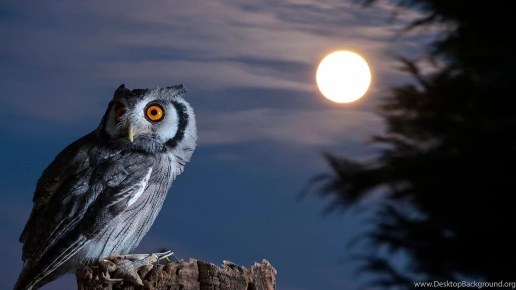 Owl Wallpapers HD