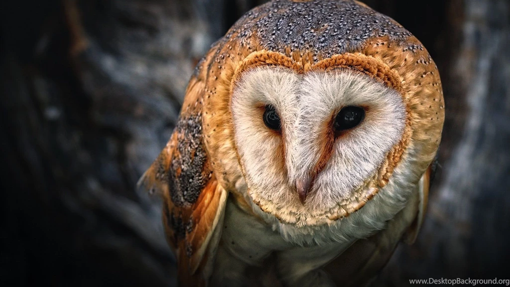 Owl Wallpapers High Resolution