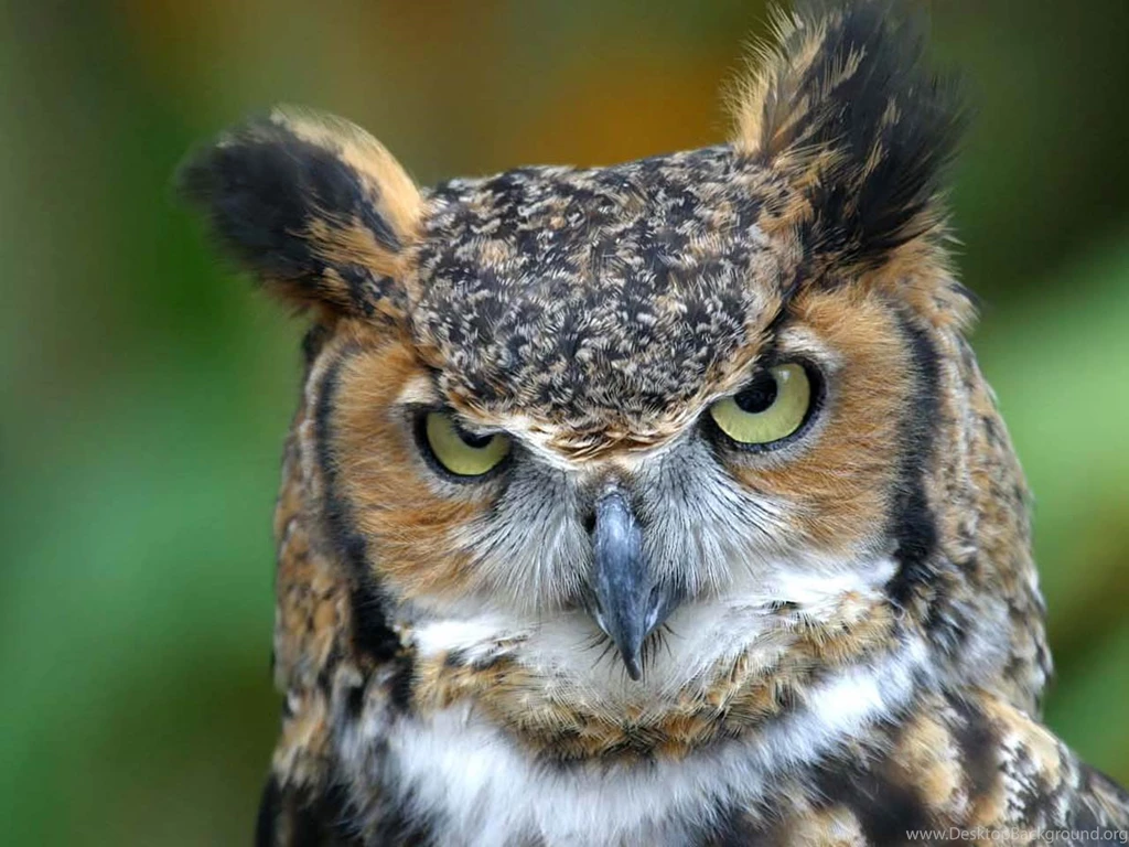 Free Owl Wallpapers Download Animals Town