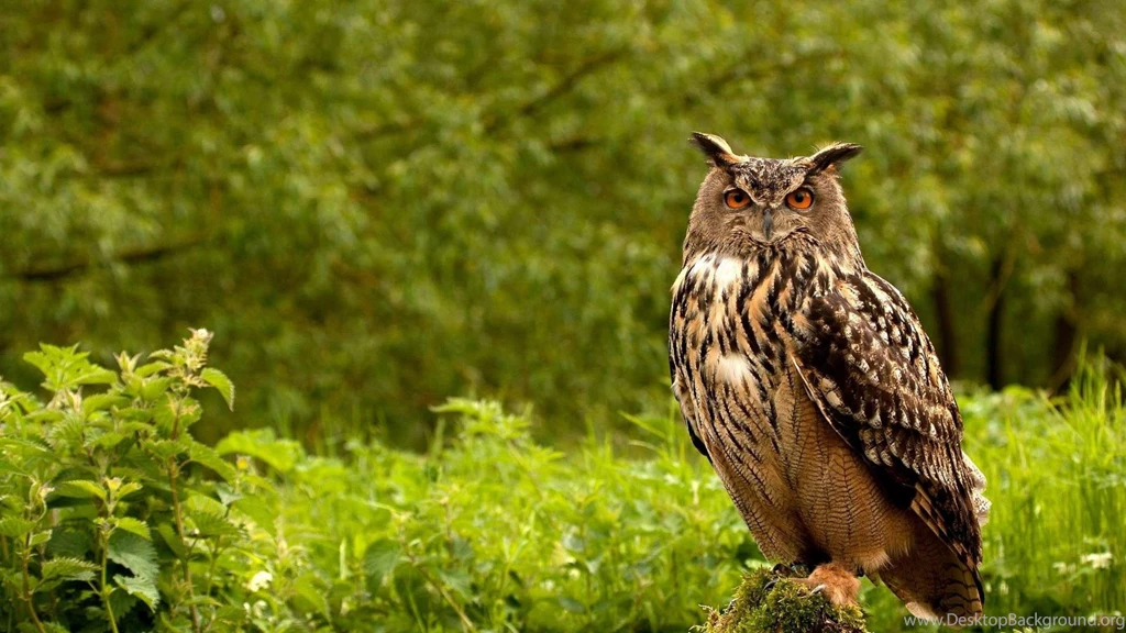 Download Wallpapers 3840x2160 Owl, Birds, Grass, Herbs, Predator 4K ...