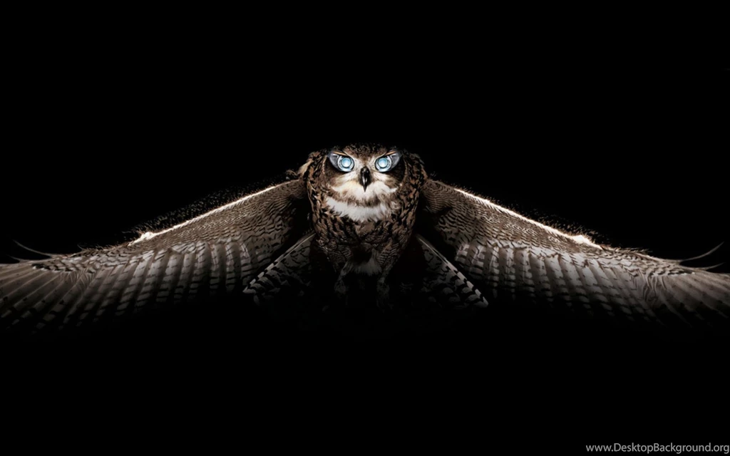 Magnificent Owl Wallpapers