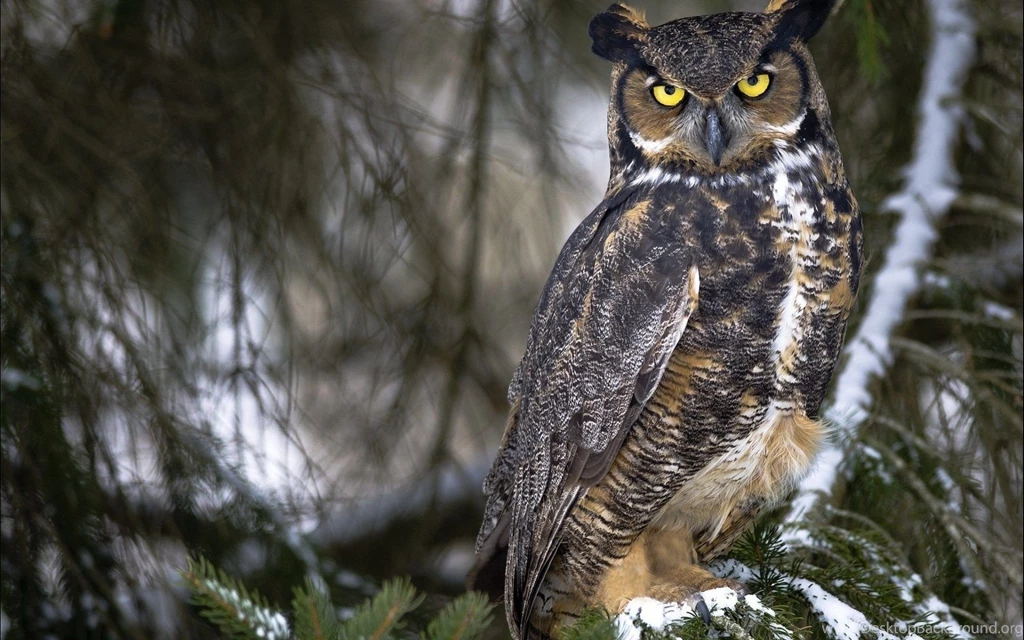 Owl Wallpapers Desktop Backgrounds