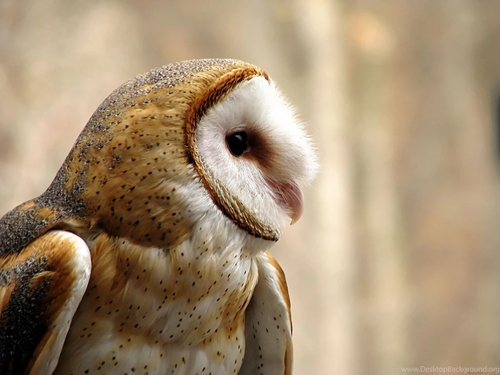 Owl With Big Orange Eyes Wallpapers