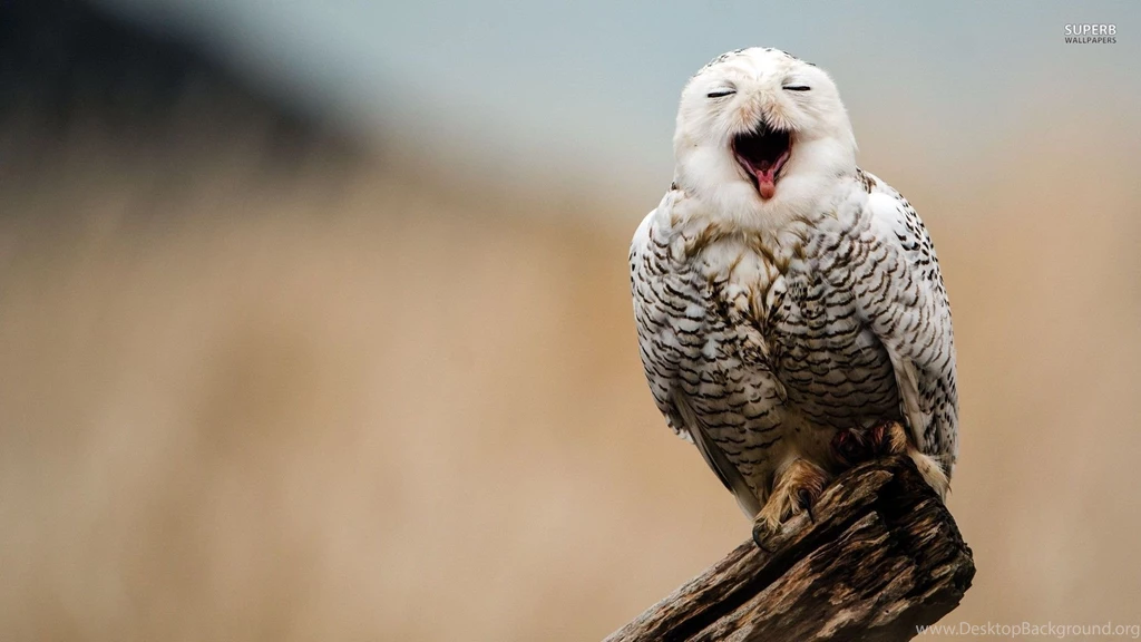 Snowy Owl Wallpapers Animal Wallpapers