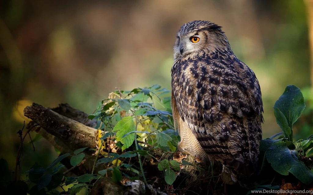 Owl Wallpapers Desktop