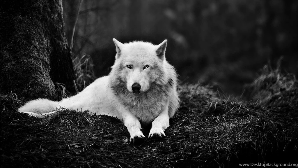 1920x1080 White Wolf Wallpapers