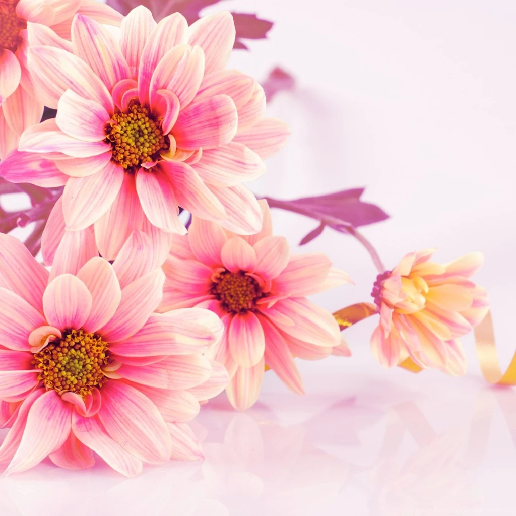 Flowers Wallpapers 31143 Flower Wallpapers Flowers