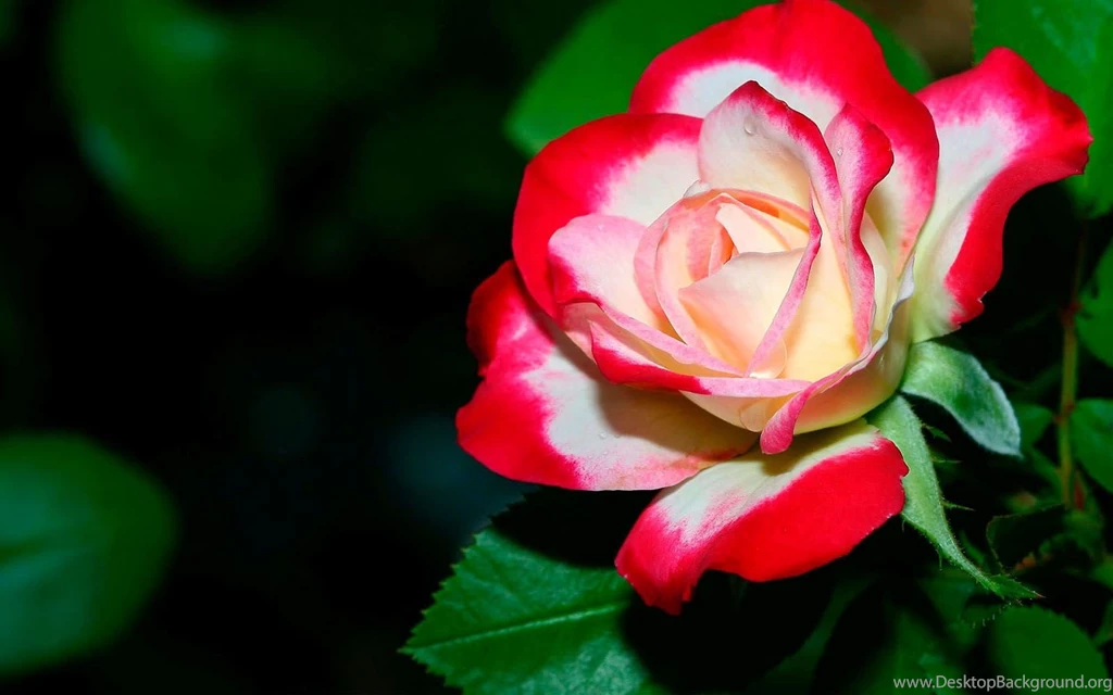 7 flower wallpaper.jpg