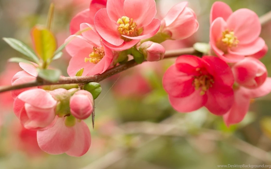 Flower Wallpapers STAY030