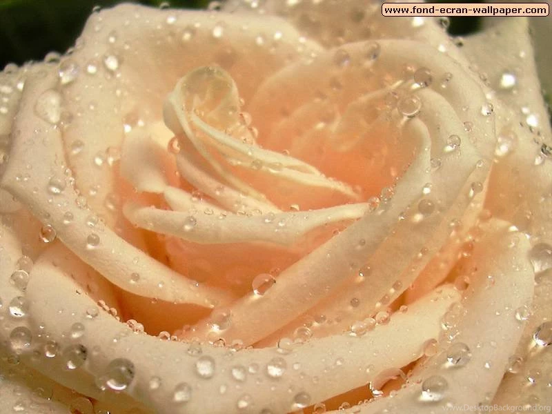 Nice Flower Wallpapers