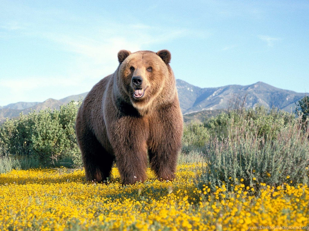 Bear HD Wallpapers