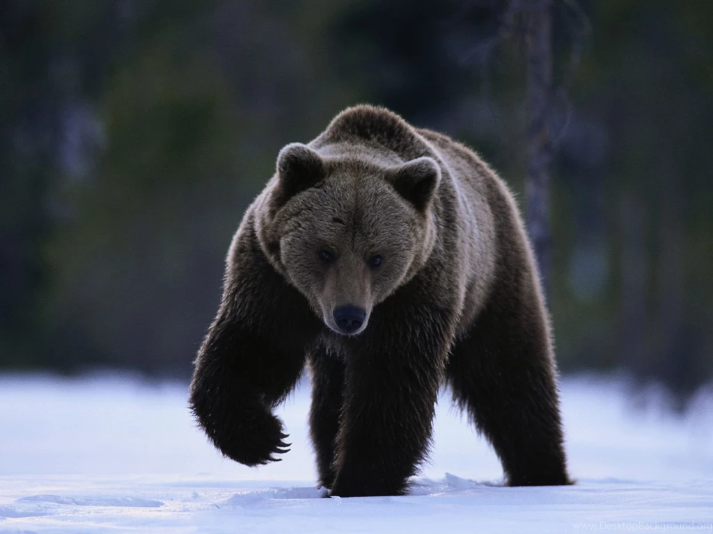 Bear Wallpapers Bears! Wallpapers (31446758) Fanpop