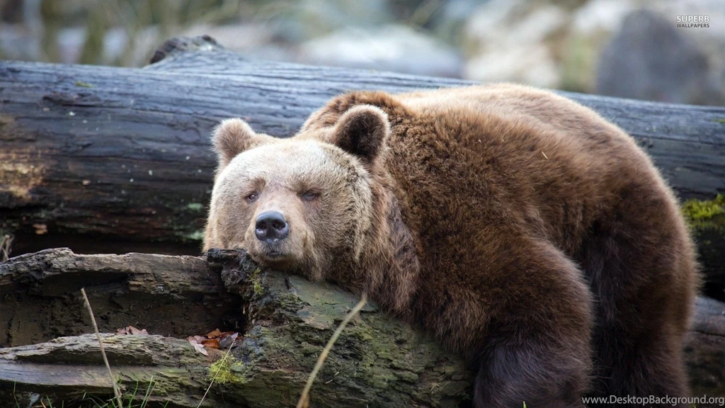 Cute Bear Wallpapers AH8 Pretty Wallpapers HD