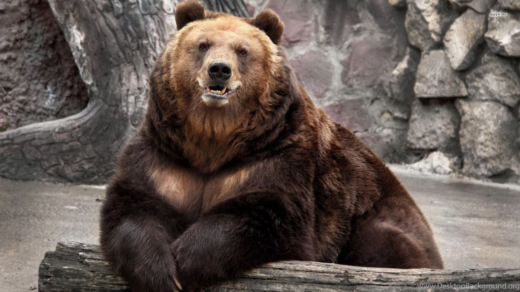 Bear JattDiSite.com