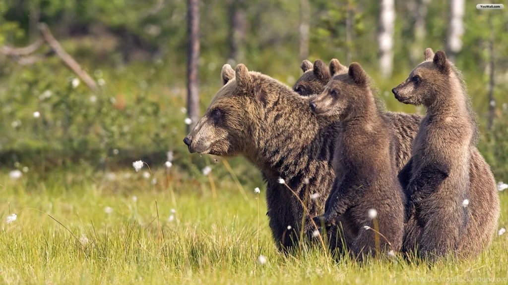 Bear Live Wallpapers JA9 Pretty Wallpapers HD