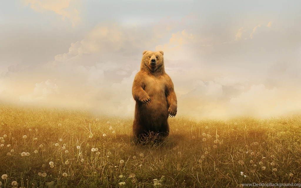 Bear Wallpapers