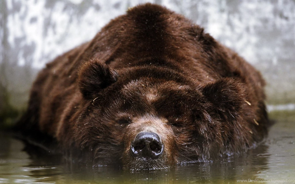 Bathing Bear Wallpapers