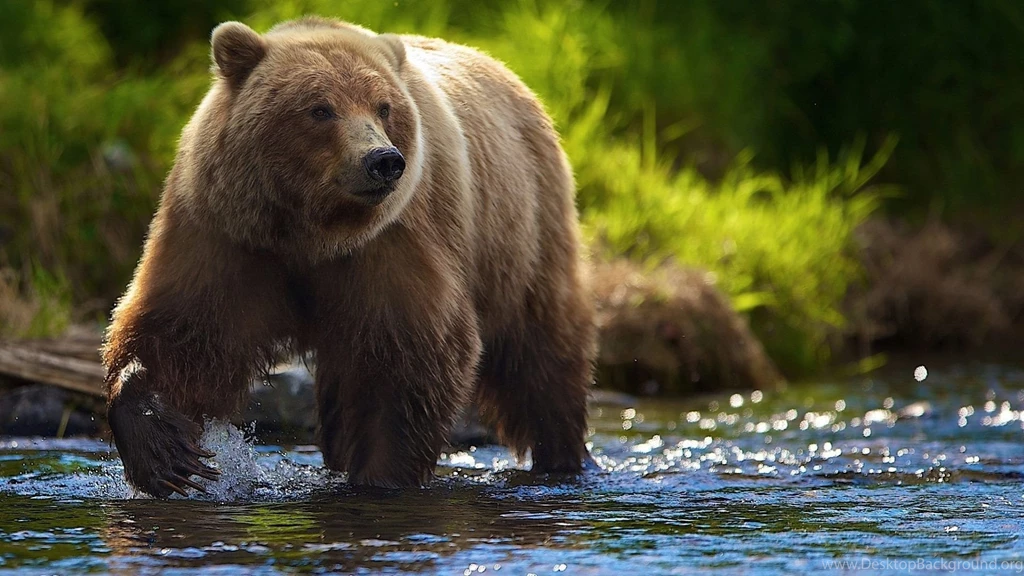 Bear Pictures For Desktop FJ8 Pretty Wallpapers HD