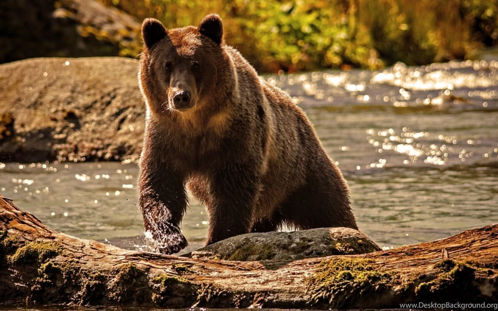 Bear Wallpapers