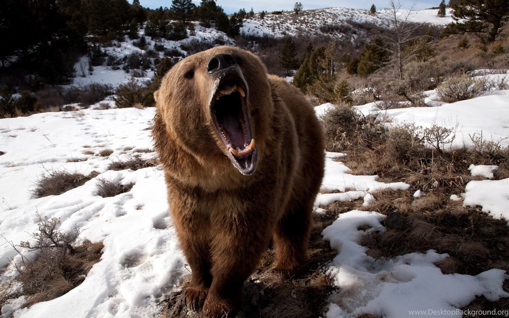 Bear Computer Wallpapers, Desktop Backgrounds