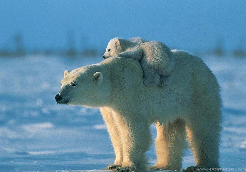 311 Polar Bear HD Wallpapers