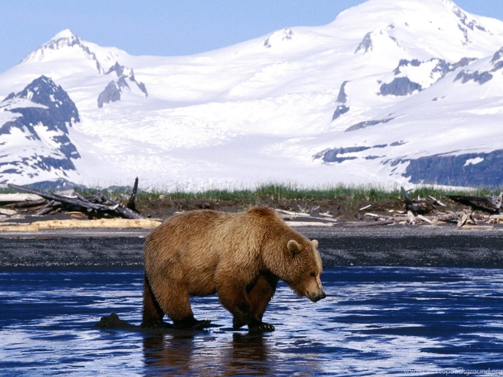 Bear Wallpapers Bears! Wallpapers (31446779) Fanpop