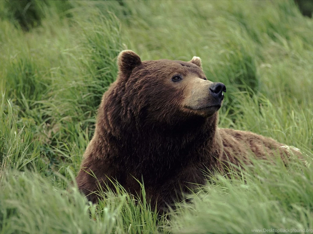 Bear Wallpapers Bears! Wallpapers (31446780) Fanpop