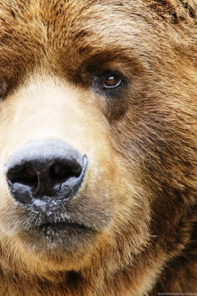640x960 Bear Iphone 4 Wallpapers