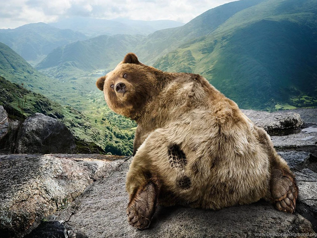 Wallpapers: Funny Bear