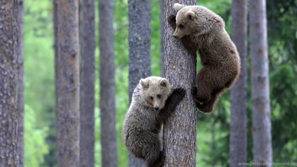 Bear Cub 1334561