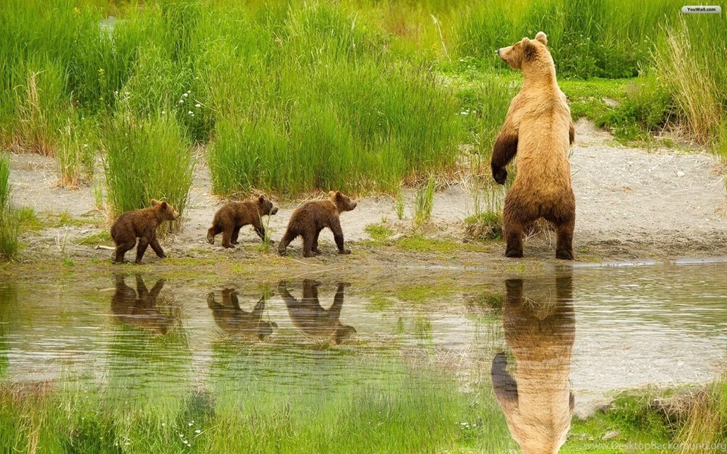 Bear Family Wallpapers HD 3F9 Pretty Wallpapers HD